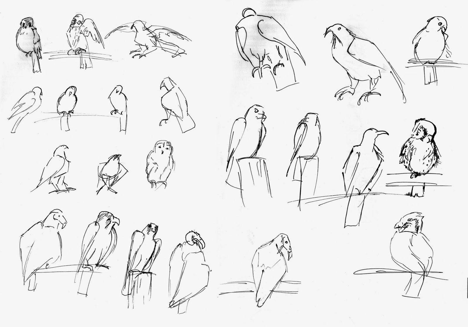 Карандашный набросок 5 букв сканворд. Зарисовки птиц в движении. Наброски животных и птиц. Быстрые Наброски животных. Наброски людей животных и птиц.